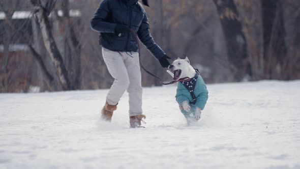 Woman in Winter Park Play on Leash with Pitbull in Snow Side View