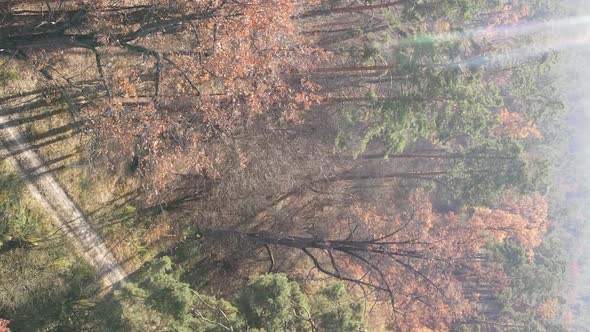 Vertical Video Autumn Forest with Trees in Ukraine Slow Motion