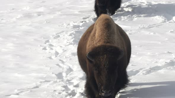 tilt up clip of two bison walking in winter snow in lamar valley of yellowstone