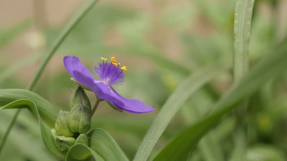 Close-up of purple spiderwort flower 1920X1080 HD footage -  Tradescantia virginiana plant slow moti