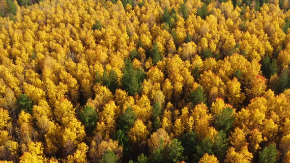 Mixed Forest of Siberia in the Autumn