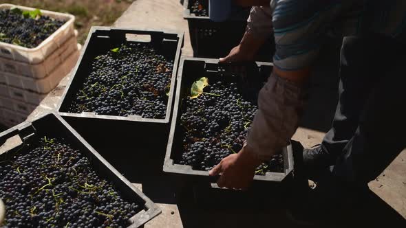 Harvest of Grape for Red Wine at Wine Factory