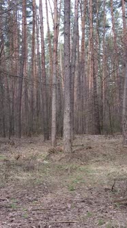 Vertical Video of the Pine Forest in the Afternoon