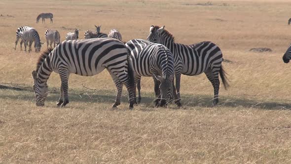 Herd of Zebras grazing on the savanna