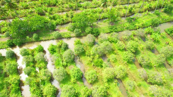 An aerial view over banana and durian plantations