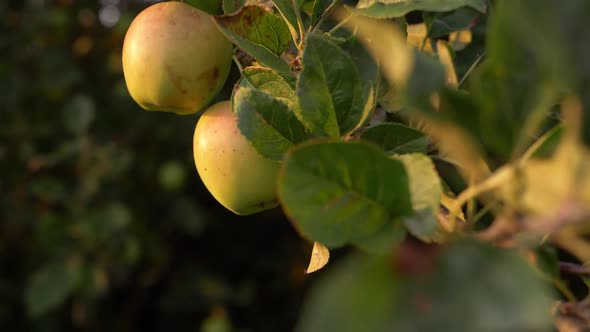 Apple tree with ripe green golden apples medium shot