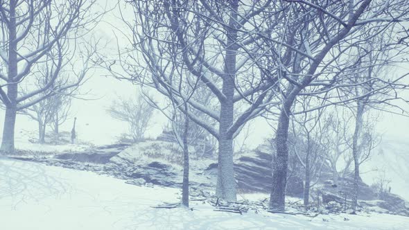 Winter Deciduous Forest on a Foggy Morning