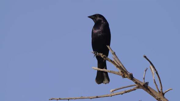 Shiny cowbird, molothrus bonariensis, black plumage with purple-blue iridescent perched atop a broke