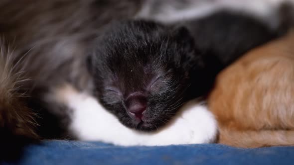 Newborn Black Blind Kitten Hisses with Eyes Closed Lies on Nursing Mother Cat