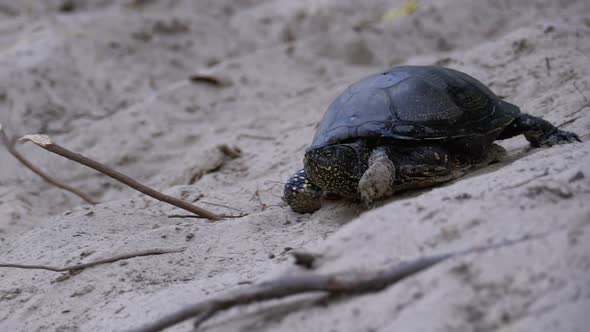 River Turtle Crawling on Sand To Water Near Riverbank. Slow Motion