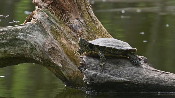 Pond Sliders AKA Red Eared Terrapin Turtles  Trachemys Scripta Elegans