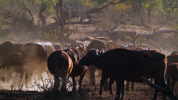 African buffalo in Kruger National park, South Africa