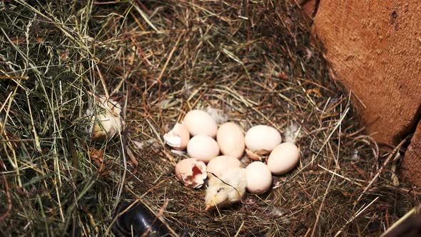 Newborn Chickens and Eggs in the Nest