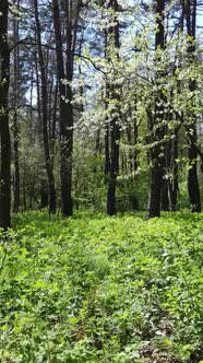 Vertical Video of Green Forest During the Day