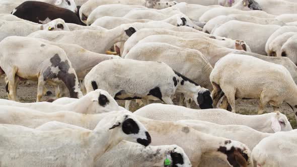 Goats Walk in Village Breeding of Domestic Animals