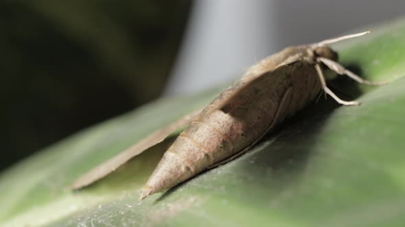 Pale Brown Hawk Moth with spread wings sitting on plant leaf, macro