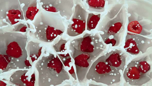 Super Slow Motion Shot of Fresh Raspberries Falling Into Milk at 1000Fps
