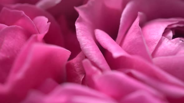 Pink Petals Peonies Slider Shot