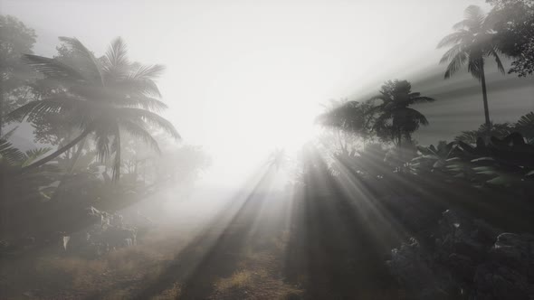 Sunset Beams Through Palm Trees