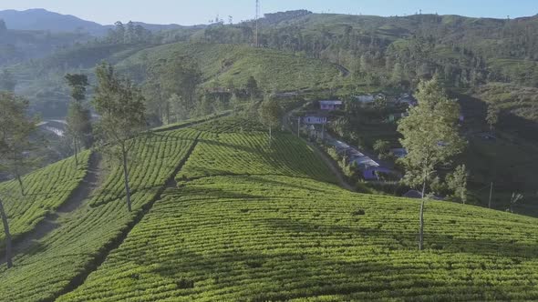 Endless Tropical Highland with Fresh Green Plantations