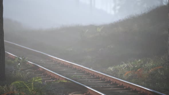 Empty Railway Goes Through Foggy Forest in Morning