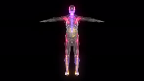 Abstract Male Anatomy 4k alt