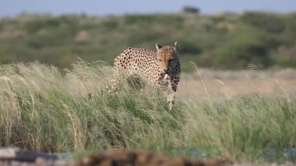 Cheetah in High Grass Yawning 