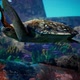 Underwater Blue Ocean turtle 2 - VideoHive Item for Sale