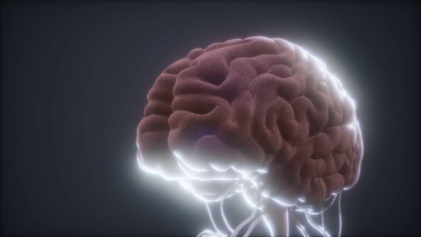 Animated Model of Human Brain