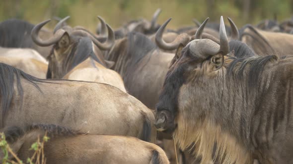 Close up view of gnus