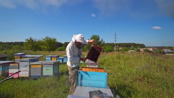 Apiarist inspecting bees among nature. Beekeeping process on industrial factory background