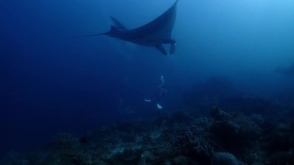 Giant manta swims on top of a diver as anther manta appears from behind on top with bubbles on its s