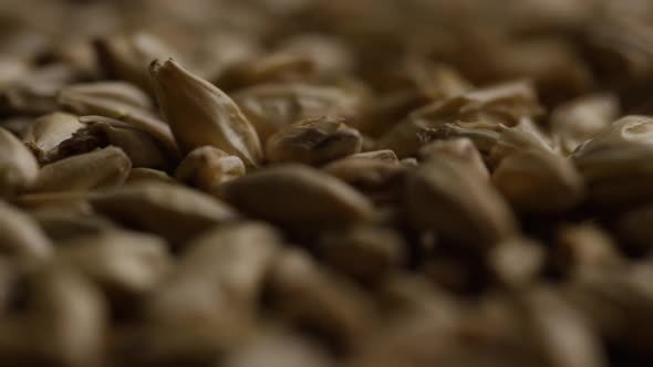 Rotating shot of barley and other beer brewing ingredients - BEER BREWING 131