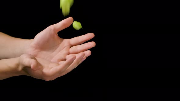 Close Up Shot of an Young Man Is Controlling with His Hands at the Moment Harvested Biologic Raw Hop