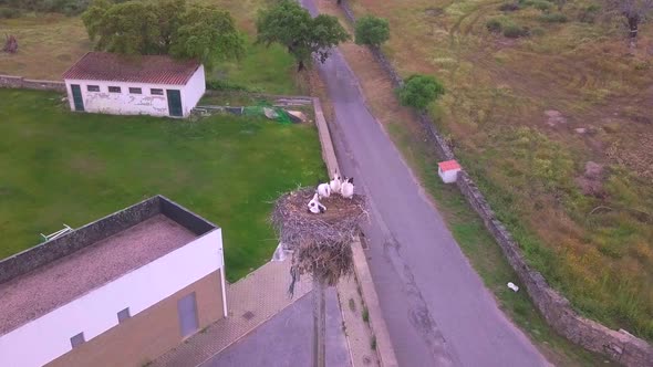 storks in the nest.