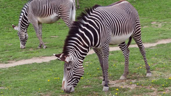 Herd of The Grevy's zebra grazing on green grass