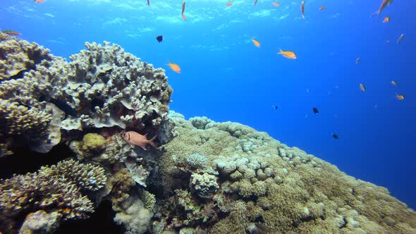 Tropical Seascape Colourful Fish