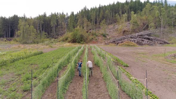 Two farmers working in field 