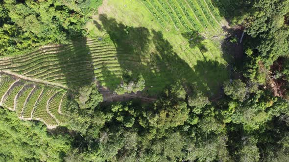 Aerial view green shadow near the vegetable plantation