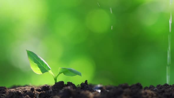 Young Plant Watered From a Watering Can