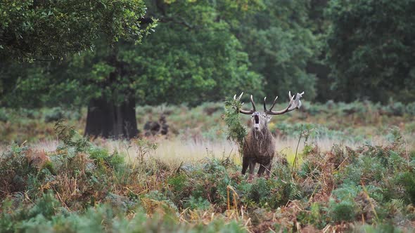 Male Red Deer Stag (cervus elaphus) during deer rut at sunset in beautiful golden sun light in fern 