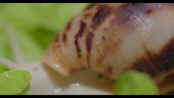 Akhata Snail Sits on a Lettuce Leaf