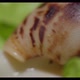 Akhata Snail Sits on a Lettuce Leaf - VideoHive Item for Sale