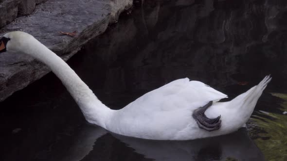 Close Up of Swans on Lake Hallwyl Switzerland