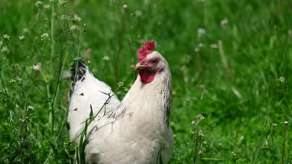 A White Chicken Walking on the Grass Eats Green Grass