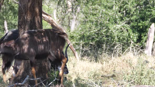 Lesser kudus walking around in the forest