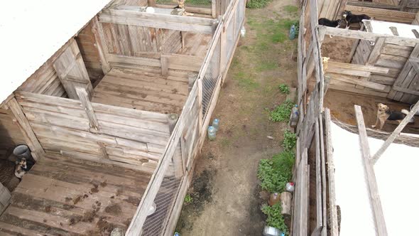 Aerial View of a Shelter for Stray Dogs.