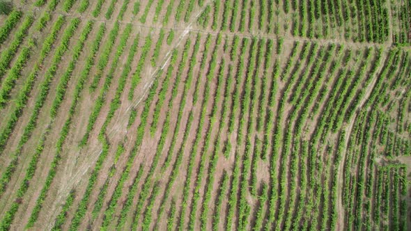 Aerial View of Vineyard Fields on the Hills in Italy Growing Rows of Grapes