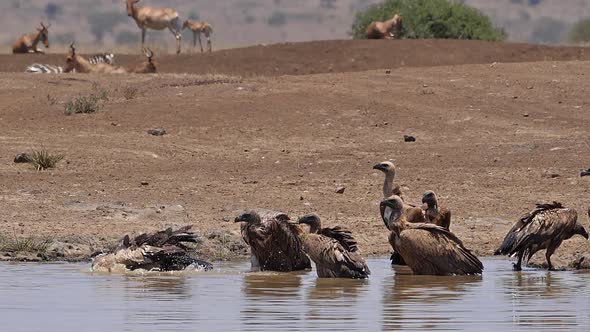 African white-backed vulture, gyps africanus, Group standing in Water, having Bath, Topi