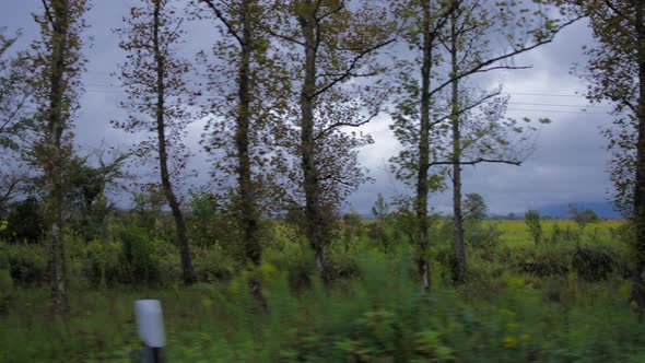 Countryside with trees along the road